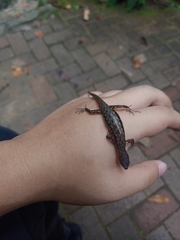 Sphenomorphus scotophilus