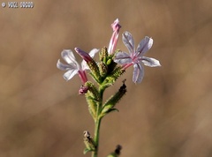 Plumbago europaea