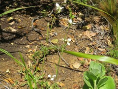Moraea tricuspidata