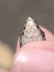 Sphenomorphus scotophilus