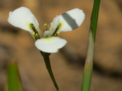 Moraea tricuspidata