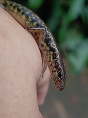 Sphenomorphus scotophilus