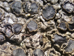 Protoparmelia badia
