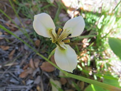 Moraea tricuspidata