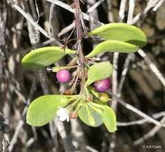 Myoporum boninense