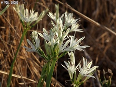 Vagaria parviflora