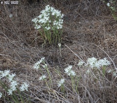 Vagaria parviflora