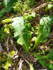 Cirsium heterophyllum