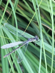 Lestes disjunctus