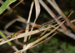 Ceriagrion aeruginosum