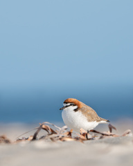 Charadrius ruficapillus