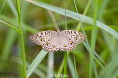 Junonia atlites atlites