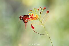 Danaus chrysippus chrysippus