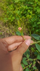 Alysicarpus heyneanus