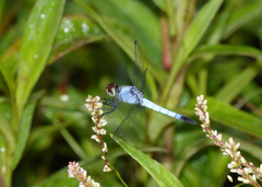 Brachydiplax denticauda