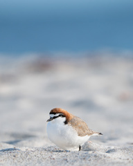 Charadrius ruficapillus