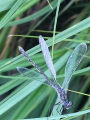 Lestes disjunctus