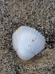 Cerastoderma edule
