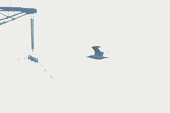 Ichthyaetus ichthyaetus