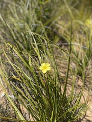 Linum africanum