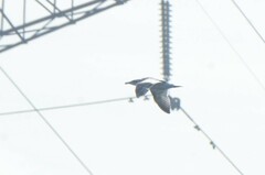 Ichthyaetus ichthyaetus