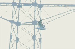 Ichthyaetus ichthyaetus