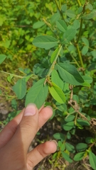 Alysicarpus heyneanus