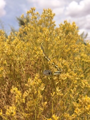 Masticophis taeniatus