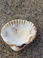 Cerastoderma edule