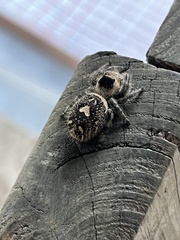 Phidippus otiosus