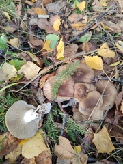 Lyophyllum decastes