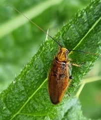 Pseudophyllodromiinae