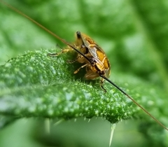 Pseudophyllodromiinae