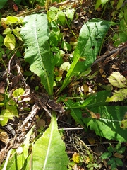 Cirsium heterophyllum