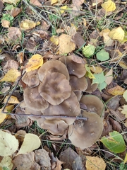 Lyophyllum decastes