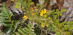 Pultenaea juniperina