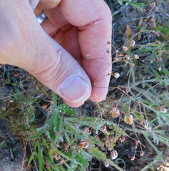 Pharnaceum elongatum