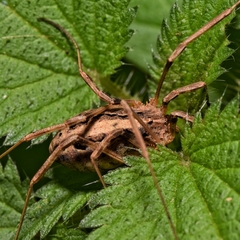 Odiellus troguloides