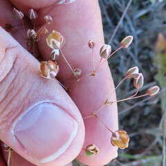 Pharnaceum elongatum