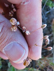 Pharnaceum elongatum