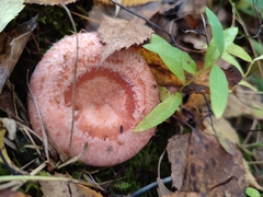 Lactarius torminosus