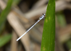 Agriocnemis argentea