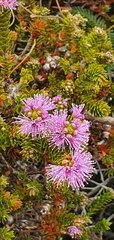 Melaleuca squamea