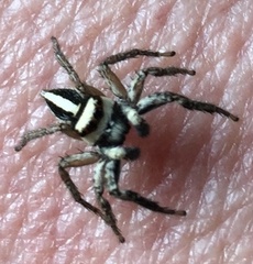 Leptofreya ambigua