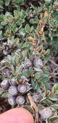 Leptospermum lanigerum