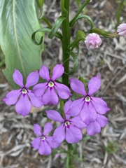 Campanulaceae