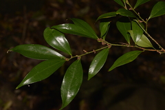 Cryptocarya laevigata