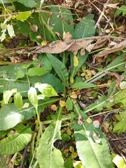 Cirsium heterophyllum