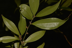 Cryptocarya laevigata