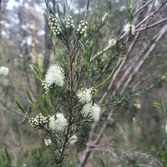 Melaleuca ericifolia
